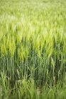 Campos de cereales, Normandía, Francia - foto de stock