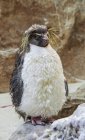 Rockhopper penguin on stone, selective focus — Stock Photo