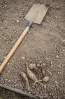 Лопата и овощи на земле в L 'Aigle, Orne, Normandy, France — стоковое фото