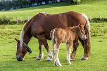 Spain, Catalonia, Val de Nuria, mare and foal pastzing on meadow on hill — стоковое фото