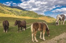 Cavalli sul prato, Francia, Parco nazionale dei Pirenei — Foto stock