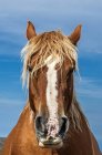 Pferd gegen blauen Himmel am col de mooulata, Frankreich — Stockfoto