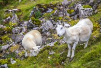 Овцы на траве, Европа, Великобритания — стоковое фото