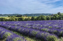 Floreciente campo de lavanda en primavera, Francia, Drome, Parque Regional de Baronnies provencales, Venterol - foto de stock
