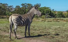 Burchells zebra en Sudáfrica, Ruta del Jardín, Bahía de Plettenberg - foto de stock