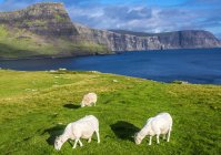 Schafe auf dem Feld, Europa, Großbritannien, Schottland — Stockfoto
