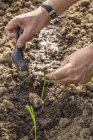 Persona plantando cebollas en L 'Aigle, Orne, Normandía, Francia - foto de stock