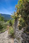 Blooming cactuses at Regional park of Baronnies provencales — Stock Photo