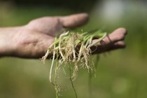 Человек садоводства лук-порей, избирательный фокус — стоковое фото
