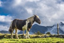 Cavalo no prado, França, Parque Nacional dos Pirinéus — Fotografia de Stock