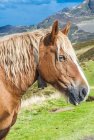 Grande cavalo de trabalho contra montanhas, foco seletivo — Fotografia de Stock