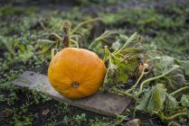 Pumpkin growing in L'Aigle, Orne, Normandy, France — Stock Photo
