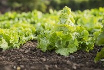 Grüner Salat, selektiver Fokus — Stockfoto