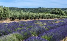 Campo de lavanda y olivar en primavera, Francia, Drome, Parque Regional de Baronnies provencales, Venterol - foto de stock