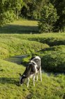 Kuh auf der Weide, Normandie, Frankreich — Stockfoto