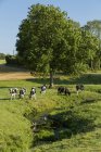 Vista panorámica de las vacas en el prado, Normandía, Francia - foto de stock