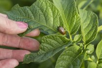 Female hand with green leaves and bug — Stock Photo