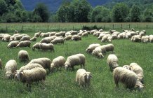 Стадо овец на поле, Национальный парк Пиренеев — стоковое фото