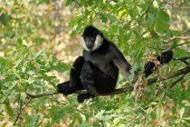 Close-up of northern white gibbon on branch — Stock Photo
