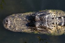 Gros plan de alligator, États-Unis, Floride — Photo de stock