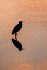 Seevögel im Wasser bei Sonnenuntergang, selektiver Fokus — Stockfoto