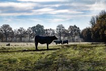 Mucche a prato la mattina presto, Bourgogne, Francia — Foto stock