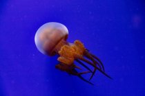 Jellyfish in blue water, selective focus — Stock Photo