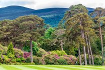 República de Irlanda, Condado de Kerry, Parque nacional de Killarney, Muckross House park, rododendros - foto de stock