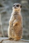 Gros plan de suricate, mise au point sélective — Photo de stock