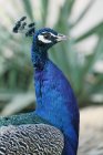 Close-up of peafowl, selective focus — Stock Photo