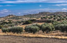 Іспанія, автономна громада Мадрида, провінція Мадрид, оливкові дерева в сільській місцевості навколо Чинчона. — стокове фото