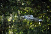 Аллигатор в воде, США, Флорида — стоковое фото