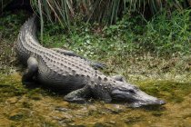 Крупный план аллигатора, США, Флорида — стоковое фото