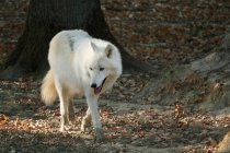 Арктический волк, избирательный фокус — стоковое фото
