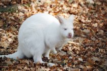White bennett wallaby, selective focus — Stock Photo