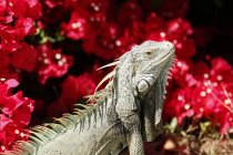 Primer plano de iguana contra flores en Florida, EE.UU. - foto de stock