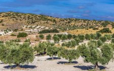 España, Comunidad Autónoma de Madrid, Provincia de Madrid, olivos en el campo alrededor de Chinchon. - foto de stock