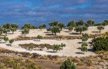 Spain, Autonomous community of Madrid, Province of Madrid, olive trees in the countryside around Chinchon — Stock Photo