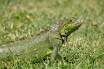 Primer plano de la iguana en la hierba, Estados Unidos, Florida - foto de stock