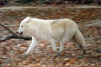 Arktischer Wolf, selektiver Fokus — Stockfoto