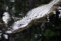 Крупный план аллигатора, США, Флорида — стоковое фото