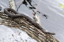 Gros plan sur le python bourgeois aux États-Unis, en Floride — Photo de stock