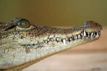 Gros plan sur les mâchoires du crocodile du Nil, mise au point sélective — Photo de stock