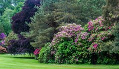 República de Irlanda, Condado de Kerry, Parque nacional de Killarney, Muckross House park, rododendros arbustos - foto de stock