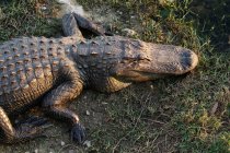 Крупный план аллигатора в Национальном заповеднике Биг Сайпресс, Флорида, США — стоковое фото