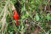 Finch vermelho no ramo, foco seletivo — Fotografia de Stock
