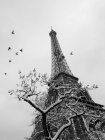 France, Paris, 16th arrondissement, flock of birds on the Eiffel tower and trees enneigs / Birds flying around snow covered trees and Eiffel tower, 16th arrondissement, Paris, France — Photo de stock