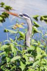 Great blue heron in plants, selective focus — Stock Photo