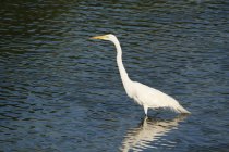 Great egret in water, selective focus — Stock Photo
