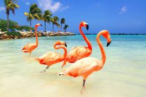 Dutch Antilles. Aruba. Renaissance Island. Flamingo beach — Stock Photo